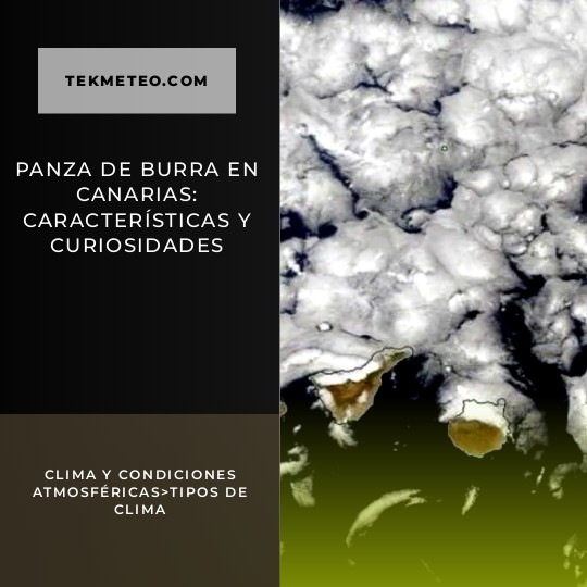 Panza de burra en Canarias: características y curiosidades