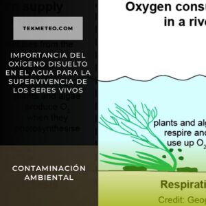 Importancia del oxígeno disuelto en el agua para la supervivencia de los seres vivos